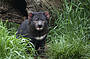 Meet a Tassie Devil at Moonlit Sanctuary