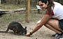 Feeding the wallabie