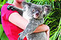 Kuranda Koala Gardens - Entry 