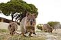 Quokkas on Rottnest Island