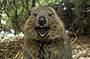 Smiling Quokka