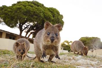 Quokkas on Rottnest Island